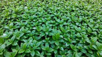 La pachysandre du Japon : la vivace miracle qui élimine les mauvaises herbes même en hiver