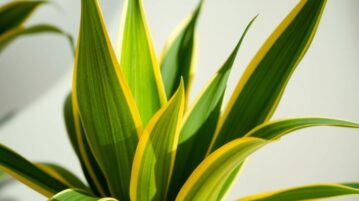 sansevieria