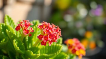 Kalanchoe : le guide complet de cette plante succulente fascinante