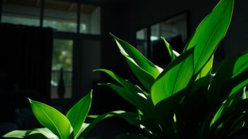 Le Sansevieria : la plante miracle qui transforme votre intérieur sombre en oasis purifiée