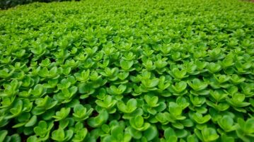 Cette plante couvre-sol pousse vite, bloque les herbes et demande zéro entretien