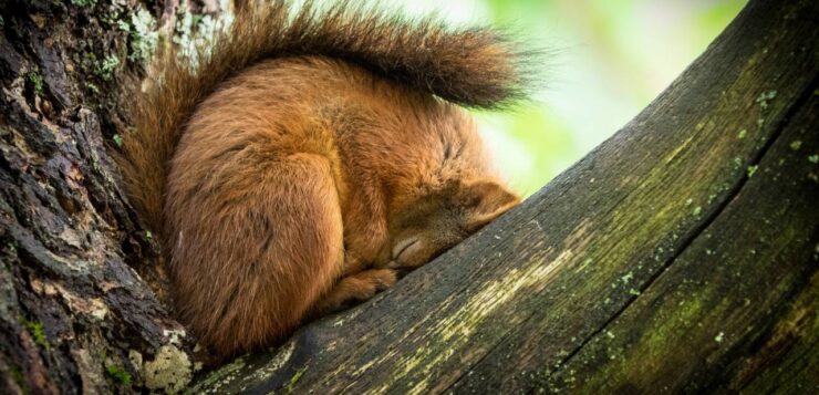 On pense que les écureuils sont toujours en mouvement… pourtant, leur sommeil cache bien des surprises