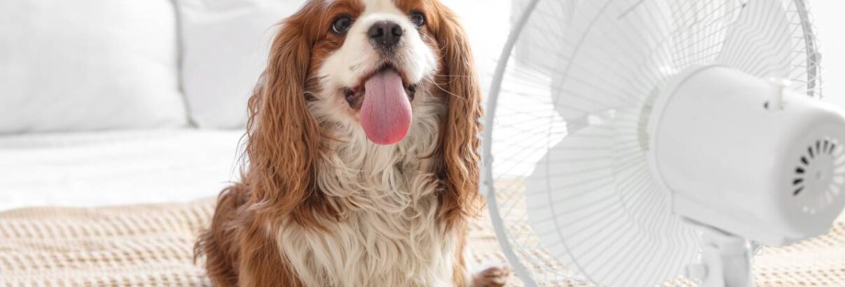 Coup de chaud chien