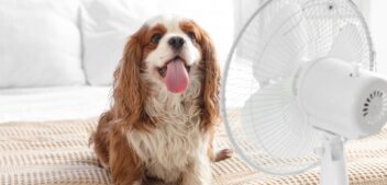 Coup de chaud chez l&rsquo;animal de compagnie : comment le prévenir et réagir vite