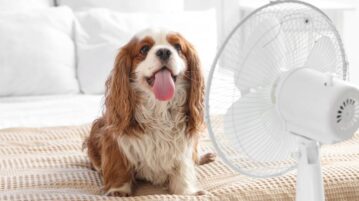 Coup de chaud chien