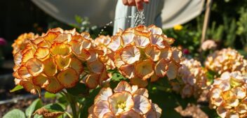 Hortensias brûlés par la canicule : arrosage, paillage et ombrage pour les sauver