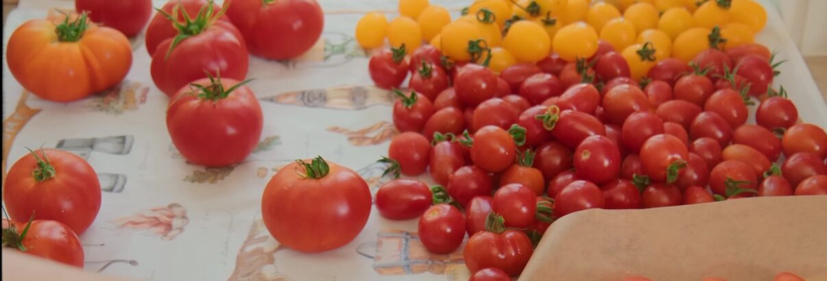 tomate-que-faire