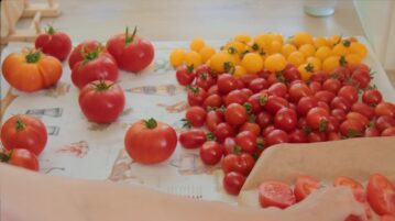 tomate-que-faire