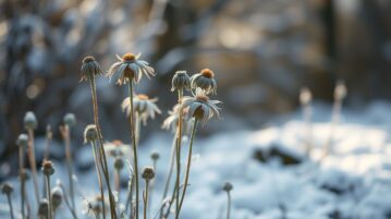 Ces fleurs fanées que vous vous apprêtez à couper méritent peut-être de rester en place tout l'hiver