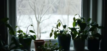 « Je pensais que mes plantes avaient froid » : ce problème de luminosité est souvent confondu avec le gel